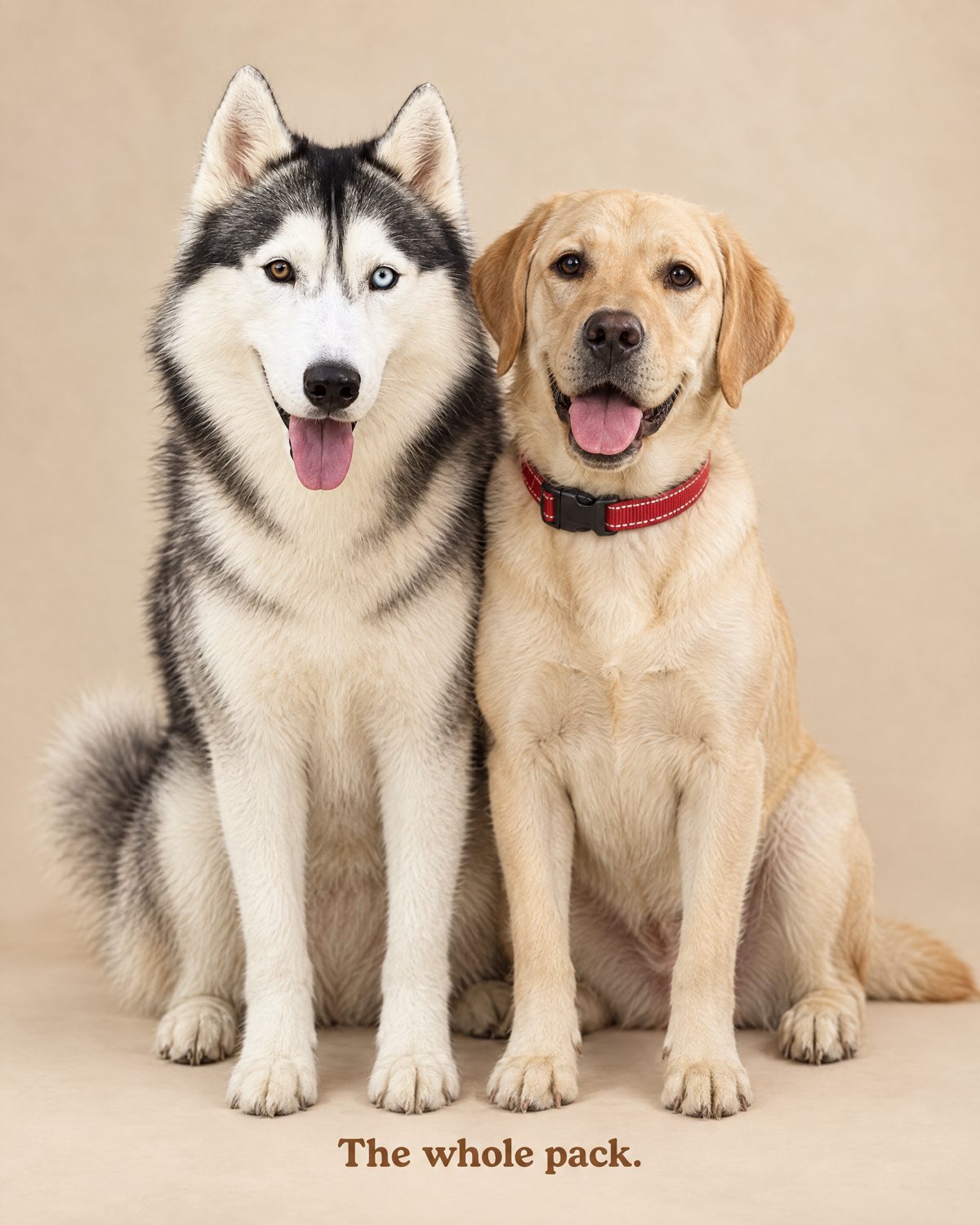 The Pack Portrait